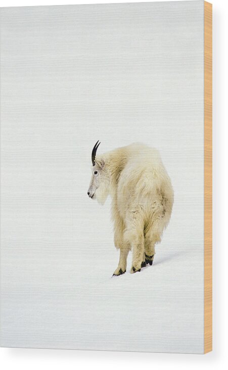 Mountain Wood Print featuring the photograph Snow Goat by D Robert Franz