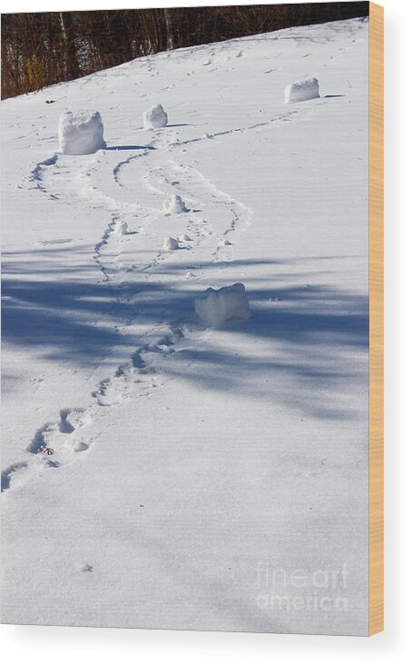 Winter Wood Print featuring the photograph Snow Rollers by Karen Adams