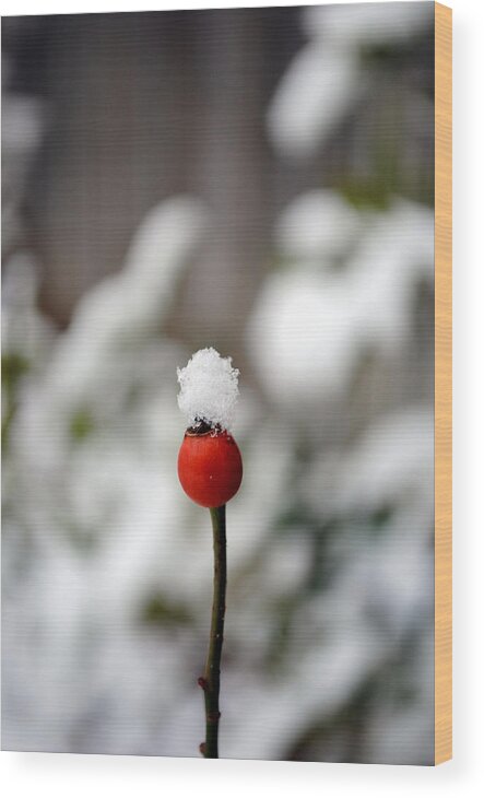 Snow Wood Print featuring the photograph Snowcap by Kelly Nowak