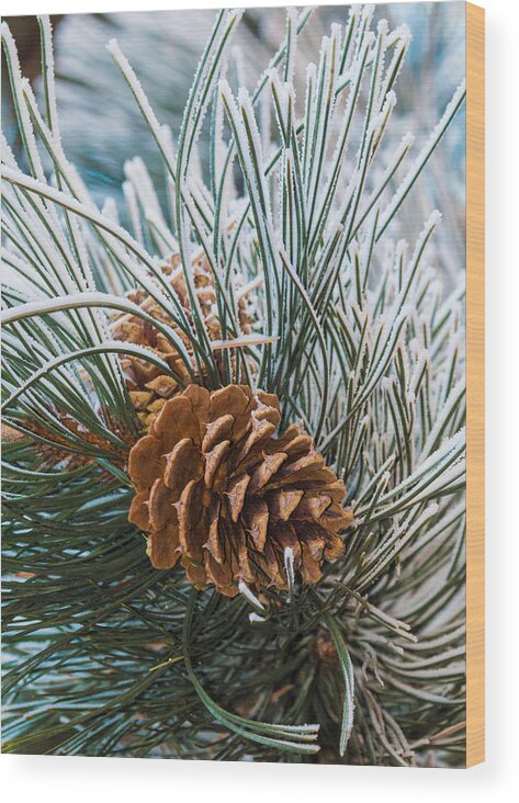 Christmas Wood Print featuring the photograph Snowy Pine Cones by Dawn Key