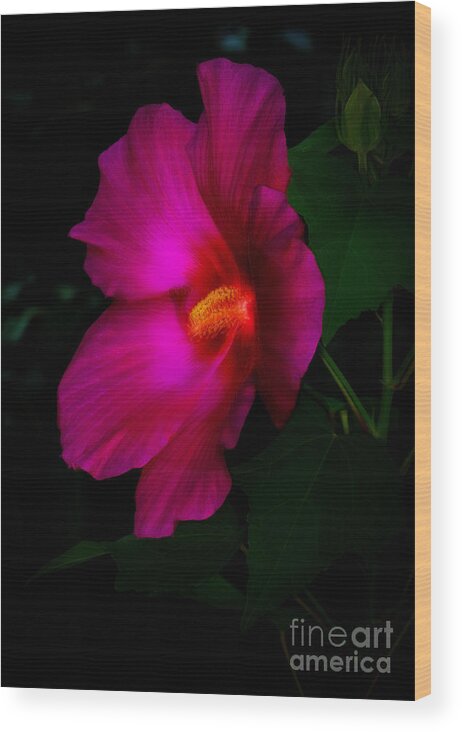 Art Prints Wood Print featuring the photograph Soft Hibiscus by Dave Bosse