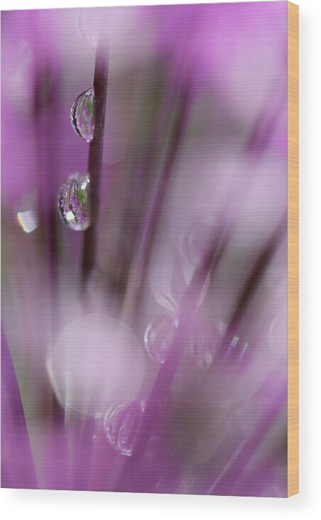 Nature Wood Print featuring the photograph Soul in Rain by Tracy Male
