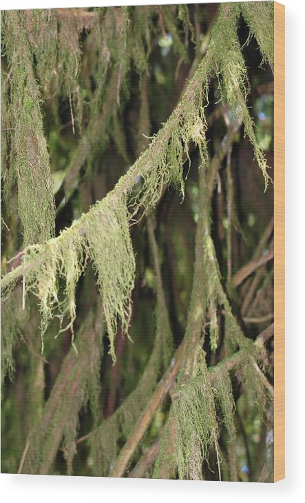 Spanish Moss Wood Print featuring the photograph Spanish Moss In Olympic National Park by Connie Fox