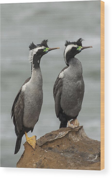 530838 Wood Print featuring the photograph Spotted Shags At Shag Point Otago New by Colin Monteath
