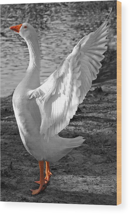 Landscape Wood Print featuring the photograph Spread Your Wings B and W by Lisa Phillips