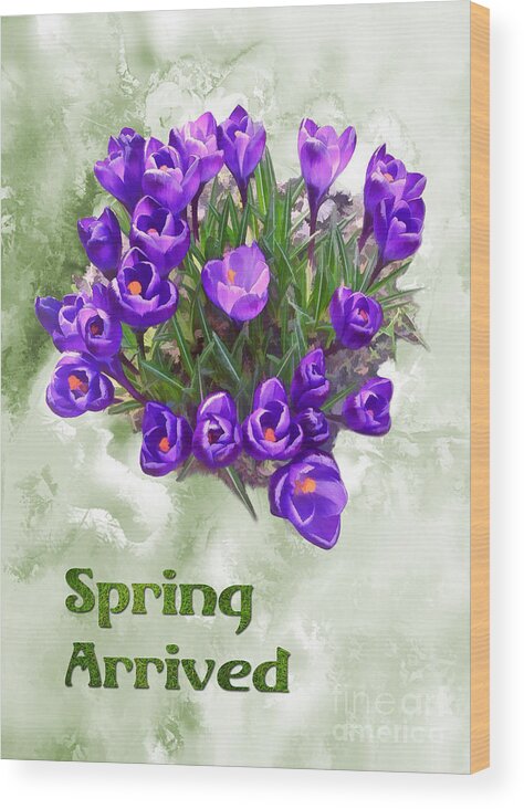 Spring Wood Print featuring the photograph Spring Arrived - Purple Giant Crocus by Gabriele Pomykaj