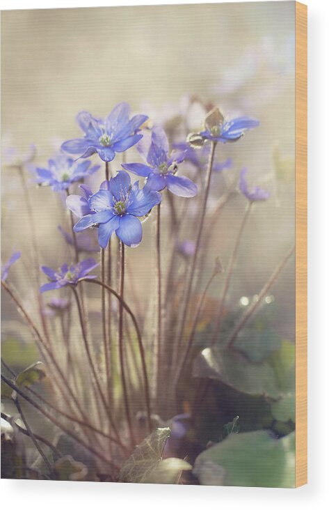 Summer Wood Print featuring the photograph Spring... by Iacob Anca