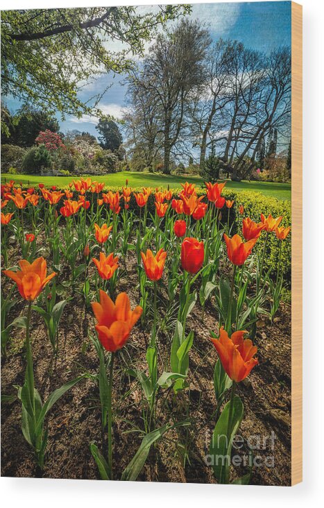 Red Tulips Wood Print featuring the photograph Spring Meadow by Adrian Evans