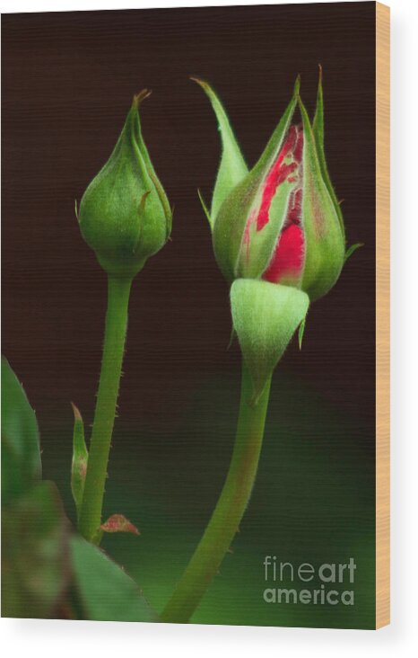 Rose Wood Print featuring the photograph Spring Rose Bud by Ron Roberts