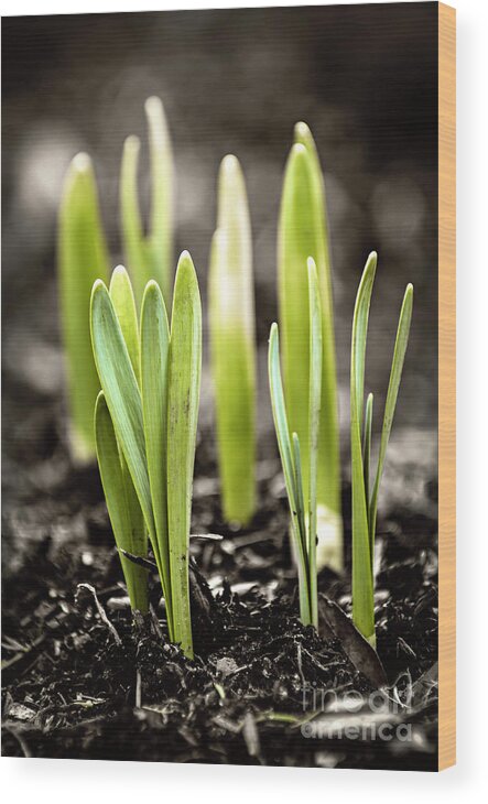 Spring Wood Print featuring the photograph Spring shoots by Elena Elisseeva