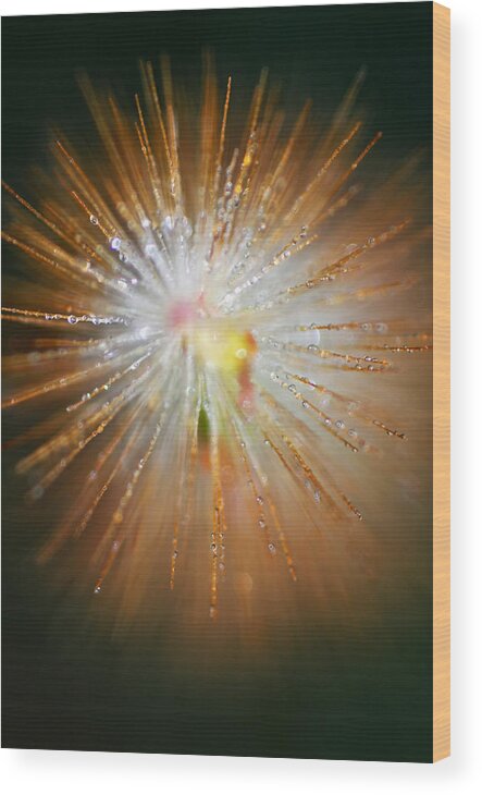 Dew Wood Print featuring the photograph Star Bright by Susan Moody