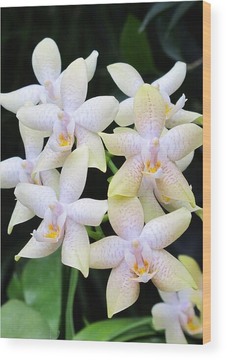 Orchid Wood Print featuring the photograph Star shaped orchids by Sue Morris
