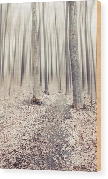 Autumn Wood Print featuring the photograph Steppin' Through The Last Days Of Autumn by Hannes Cmarits
