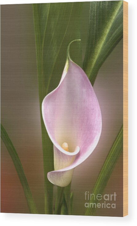 Calla Lily Wood Print featuring the photograph Stunning Pink Calla Lily by Deborah Smolinske