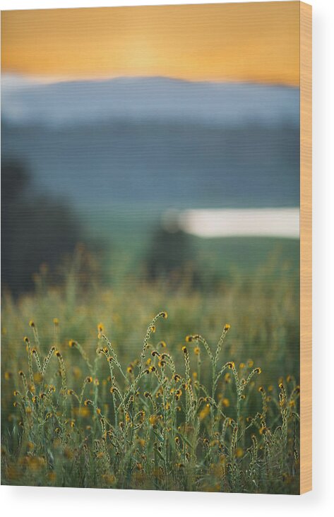 Orange Wood Print featuring the photograph Sunset Field by Mike Lee
