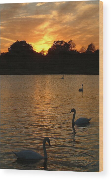 Swan Wood Print featuring the photograph Swan Lake by John Topman