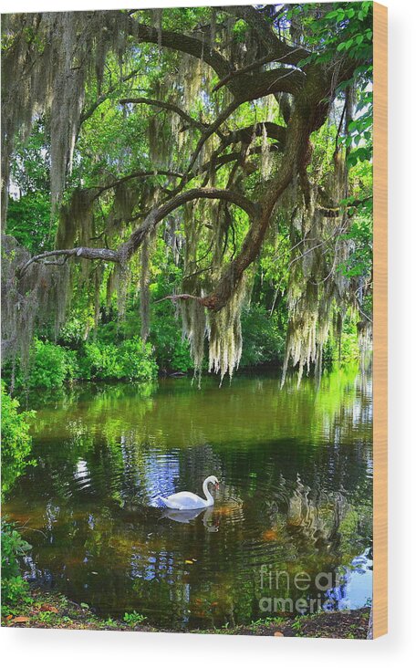 Swan Wood Print featuring the photograph Swan on Meditation Lake by Amy Lucid