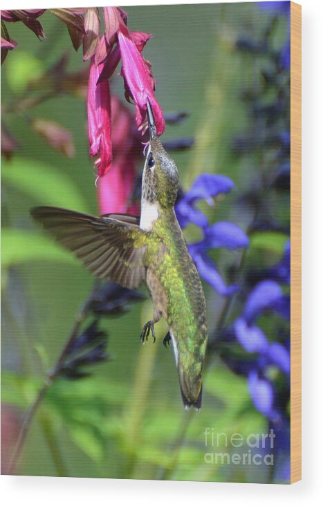 Birds Wood Print featuring the photograph Sweet Hummer by Kathy Baccari