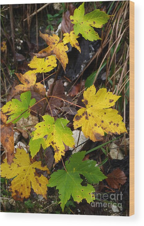 Woodland Wood Print featuring the photograph Sycamore Maple Leaves in Autumn by Phil Banks