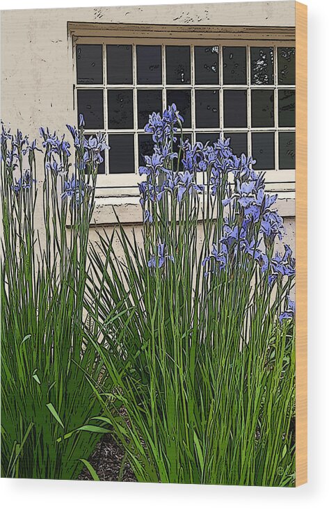 Irises Wood Print featuring the digital art Tacoma Irises by Gary Olsen-Hasek