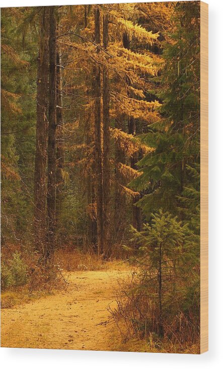Landscape Wood Print featuring the photograph Tamarack Glow by Loni Collins