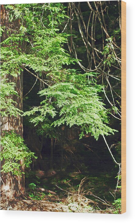 Cedar Tree Wood Print featuring the photograph Tangled Forest. Mount Rainier National Park by Connie Fox