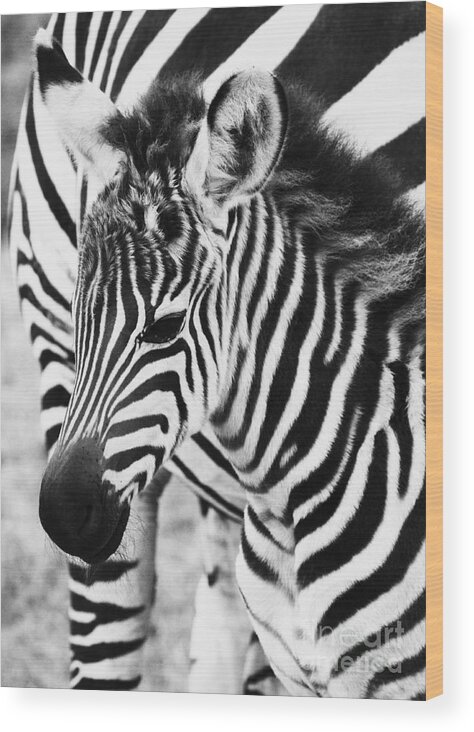 Zebra Wood Print featuring the photograph Tanzania Zebra Foal by Chris Scroggins