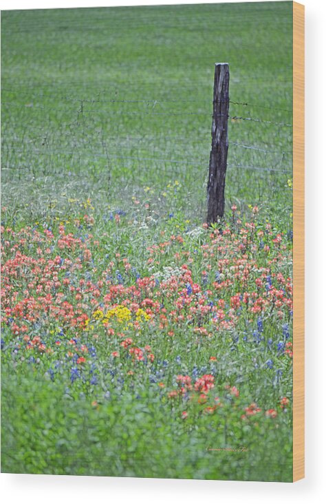 Texas_wildflower Wood Print featuring the photograph Texas Fencepost and Spring Pastels by Connie Fox