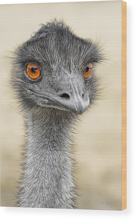 Emus Wood Print featuring the photograph The Boss by Dyle  Warren