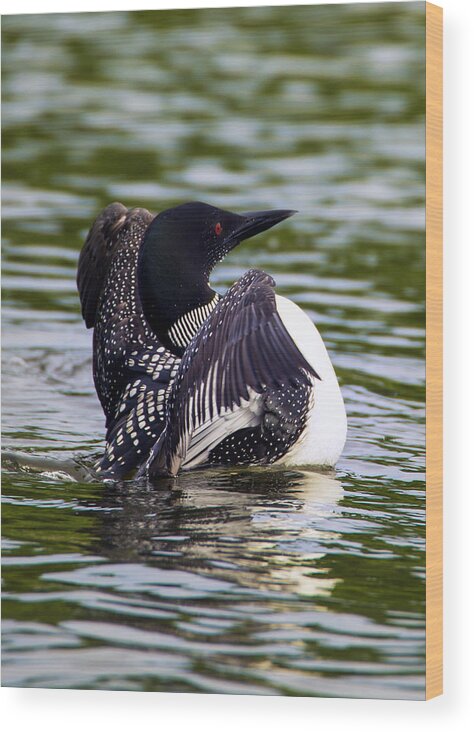 Bird Wood Print featuring the photograph The Common Loon by Bill and Linda Tiepelman