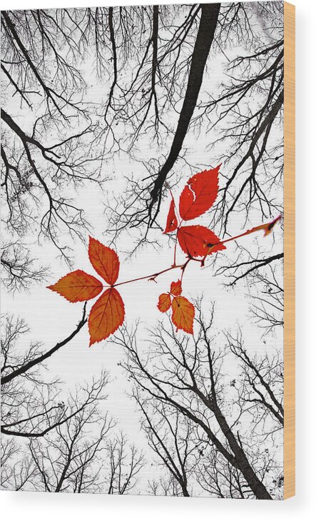 2009 Wood Print featuring the photograph The last leaves of November by Robert Charity