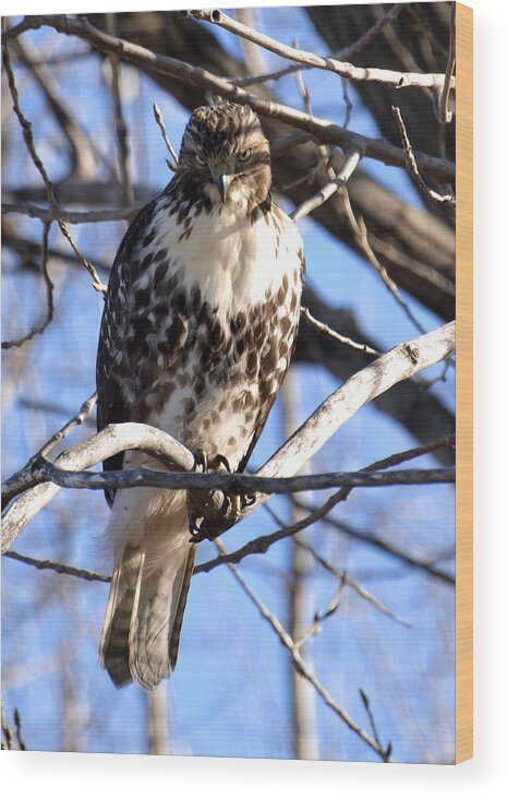 Wild Coopers Hawk Wood Print featuring the photograph The Look Says it All by Thomas Young