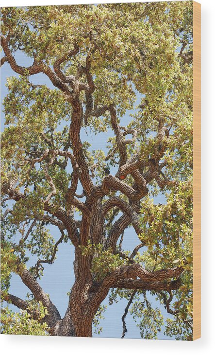 Gnarled Tree Wood Print featuring the photograph The Old Tree by Connie Fox