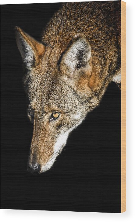 Red Wolf Wood Print featuring the photograph The Watcher by Ghostwinds Photography