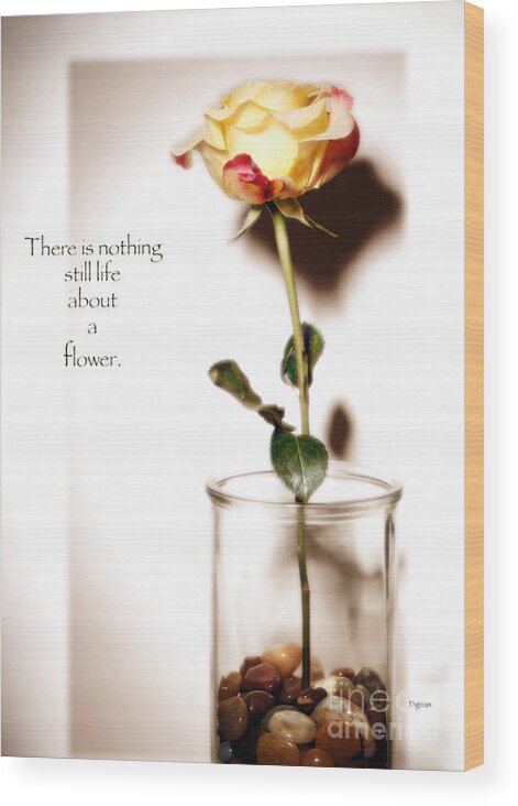 Flower Wood Print featuring the photograph There is nothing still life about a flower by Steven Digman
