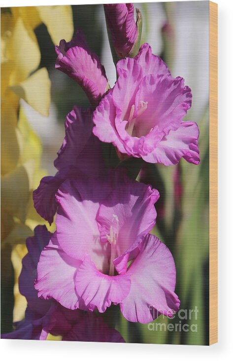 Pink Flowers Wood Print featuring the photograph Thinking of You with Gladiolus by Carol Groenen