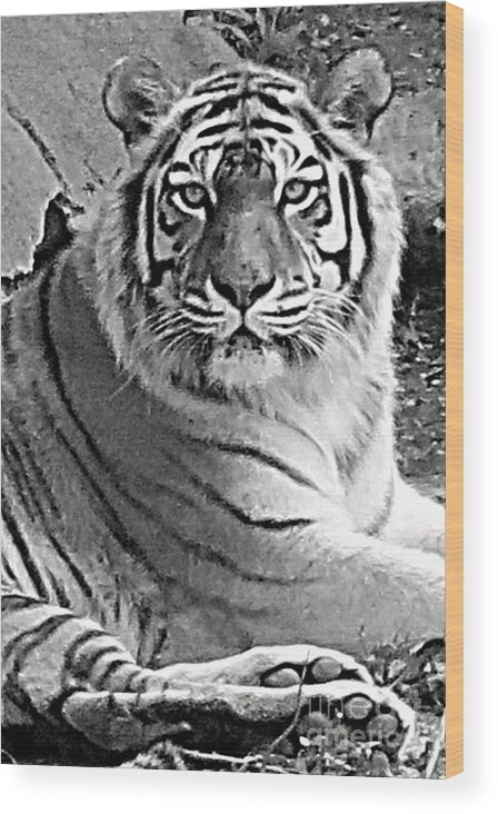 Tiger Wood Print featuring the photograph Tiger in Black and White by Patricia Januszkiewicz