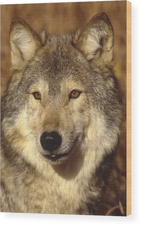 Feb0514 Wood Print featuring the photograph Timber Wolf North America by Tom Vezo