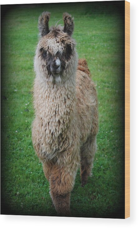 Llama Wood Print featuring the photograph Timmy by Kathy Sampson