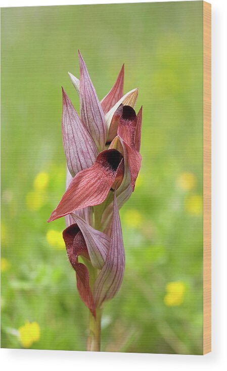 Tongue Orchid Wood Print featuring the photograph Tongue Orchid (serapias Orientalis) by John Devries/science Photo Library