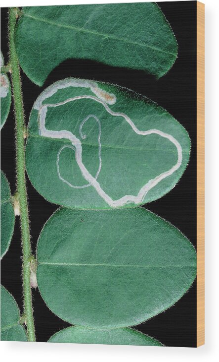Fly Wood Print featuring the photograph Tracks Of Leaf Miner On Oval Leaf From Rainforest by Dr Morley Read/science Photo Library