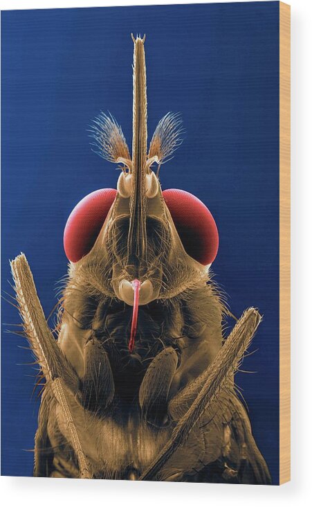 Tsetse Fly Wood Print featuring the photograph Tsetse Fly by Thierry Berrod, Mona Lisa Production/ Science Photo Library