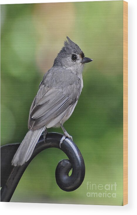 Birds Wood Print featuring the photograph Tufted Titmouse by Kathy Baccari