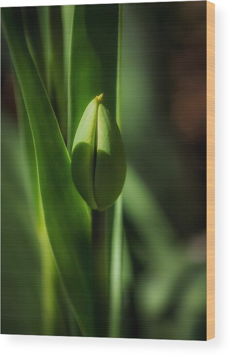 Nature Wood Print featuring the photograph Tulip Bud by Peter Scott