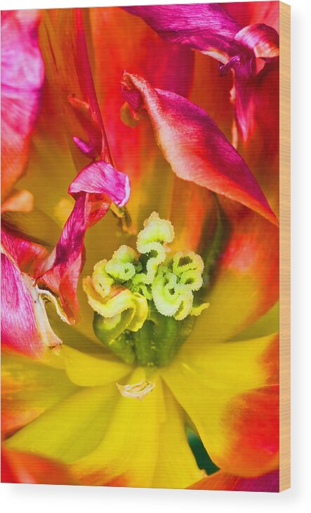 Tulip Flower Close Up Wood Print featuring the photograph Tulip close up by Pete Hemington