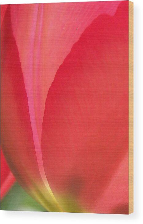 Red Tulip Wood Print featuring the photograph Tulip Glow by Forest Floor Photography