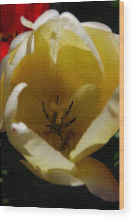 White Tulips Wood Print featuring the photograph Tulip's Kiss by Jani Freimann