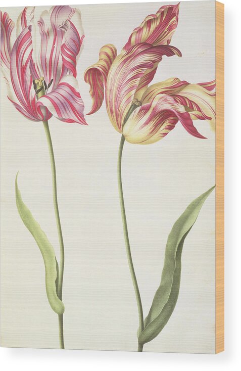 Still-life Wood Print featuring the painting Tulips by Nicolas Robert