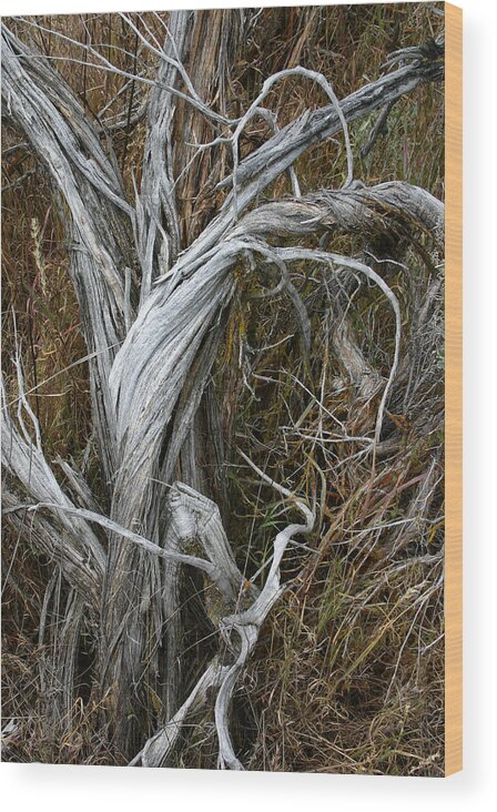 Umtanum Creek Wood Print featuring the photograph Twist by Lynn Wohlers