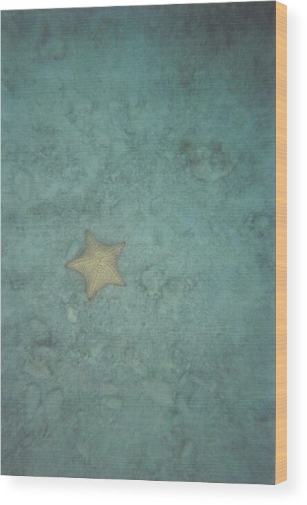 Starfish Wood Print featuring the photograph Underwater 8 by Robert Nickologianis